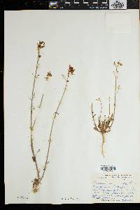 Nemesia versicolor image