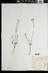 Nemesia affinis image