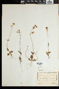 Nemesia bicornis image