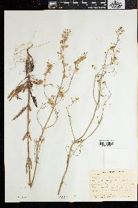 Nemesia bicornis image