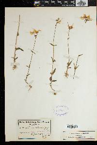 Nemesia cheiranthus image