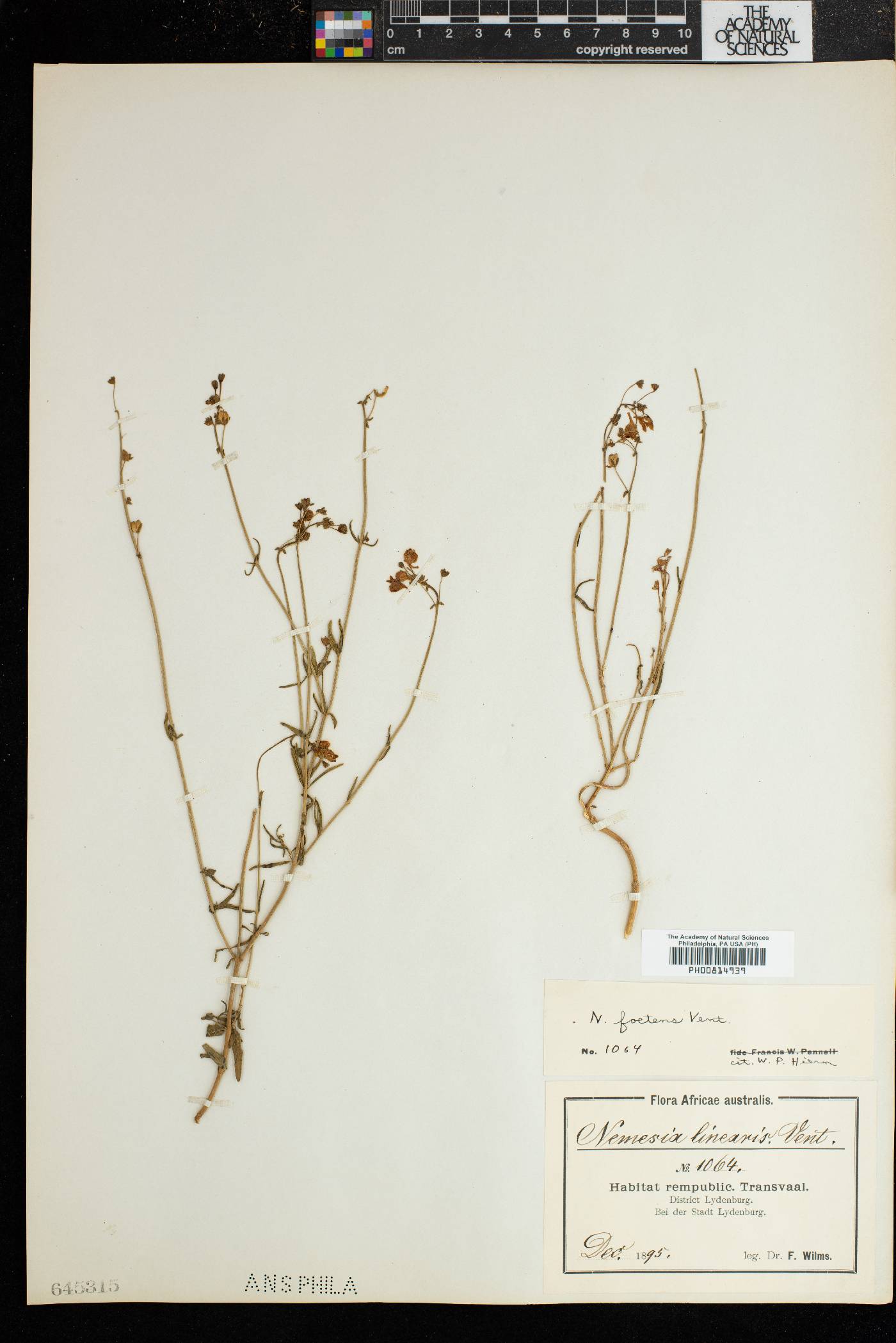 Nemesia fruticans image