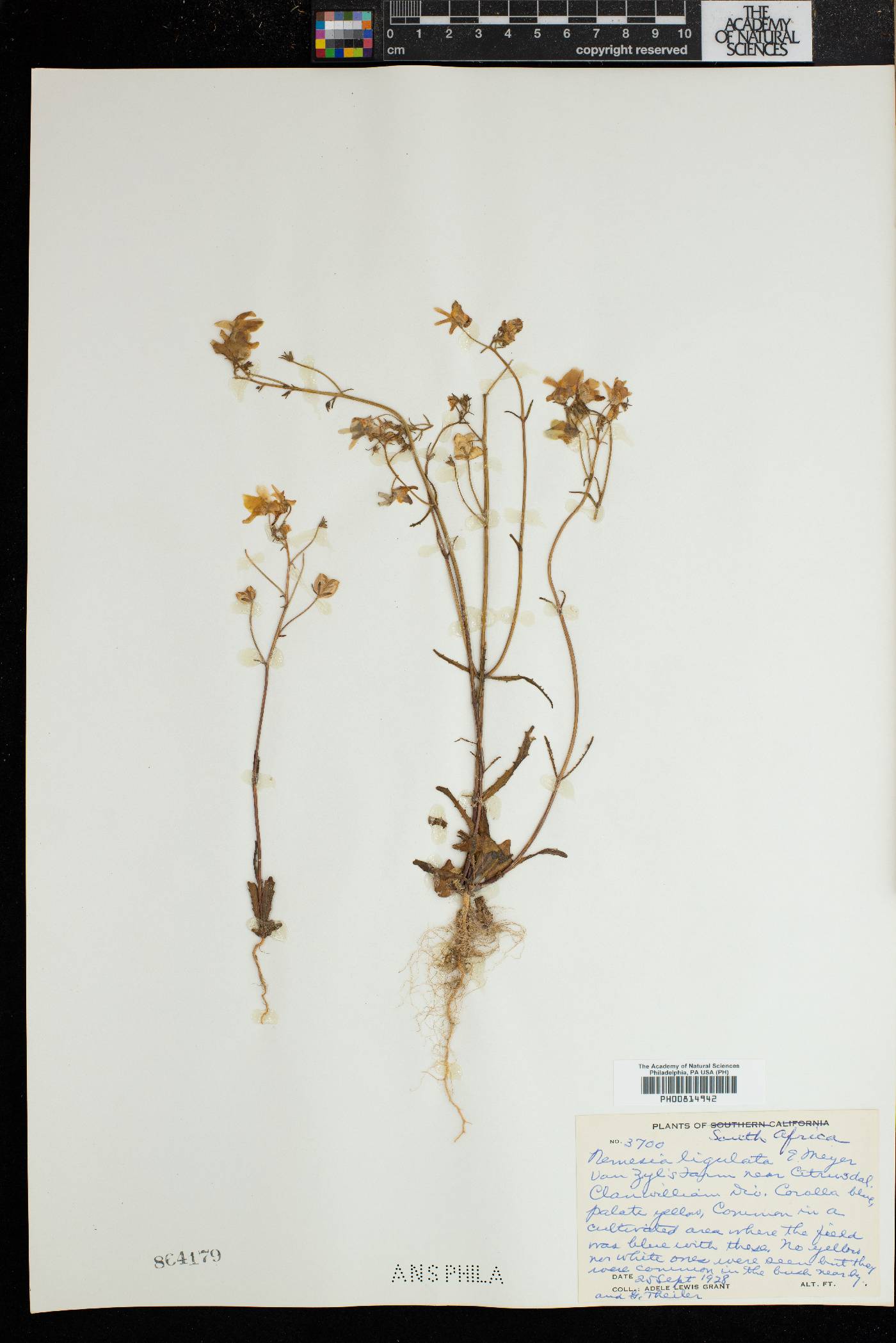 Nemesia ligulata image