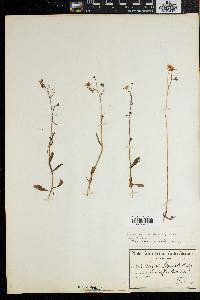 Nemesia ligulata image