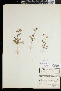 Nemesia macroceras image