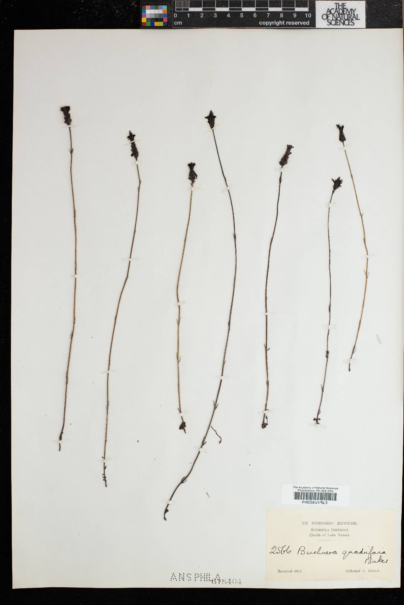 Buchnera quadrifaria image