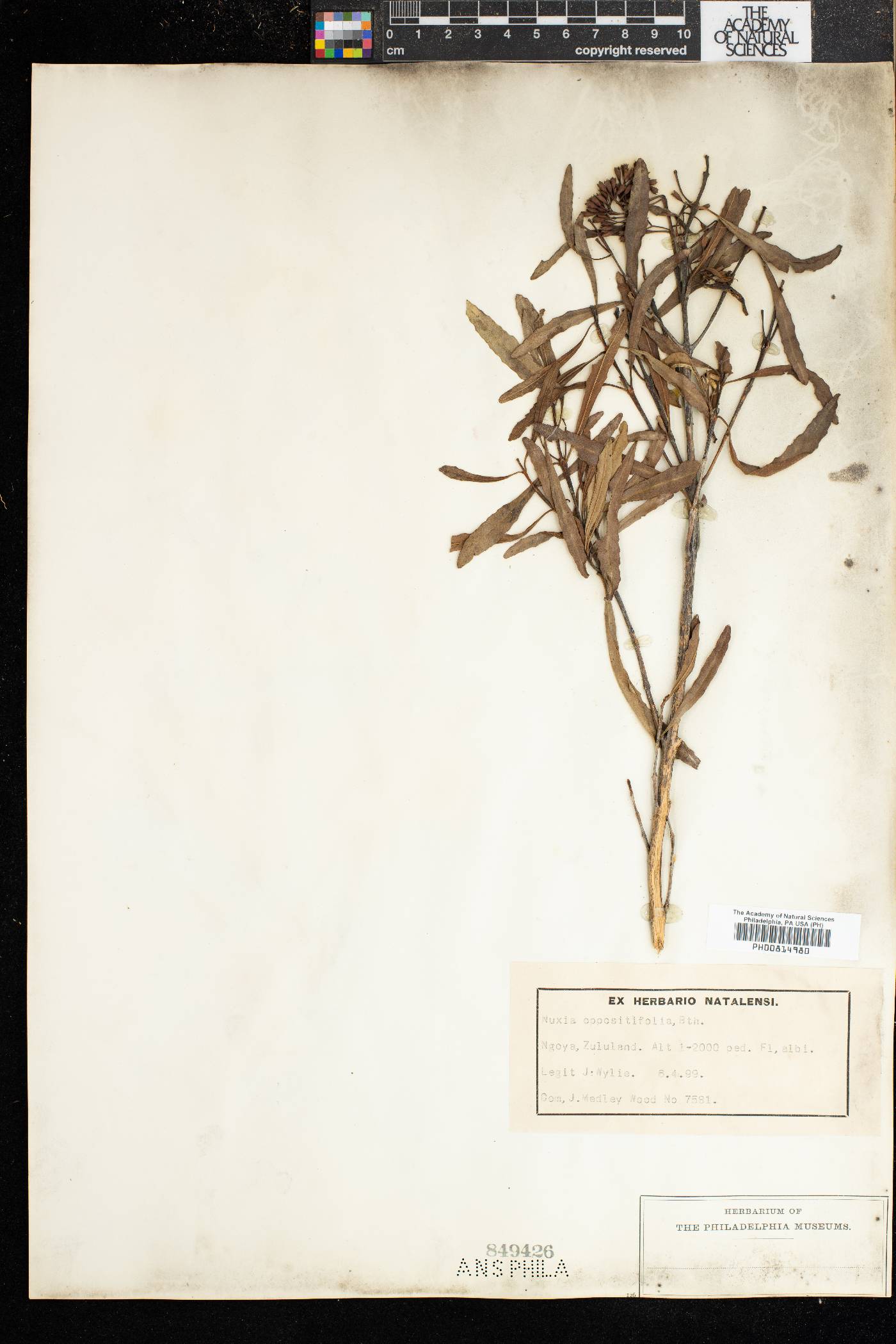 Nuxia oppositifolia image