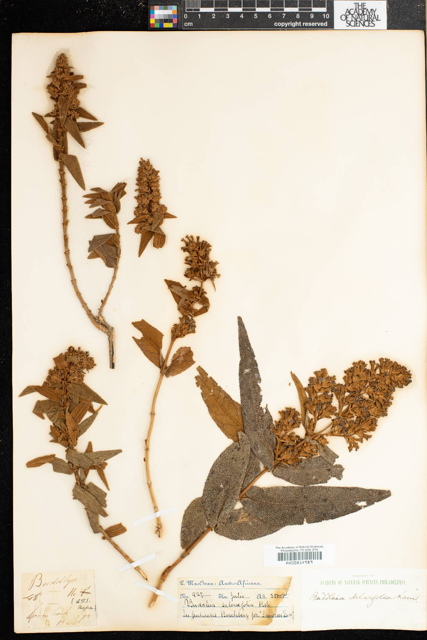 Buddleja salviifolia image