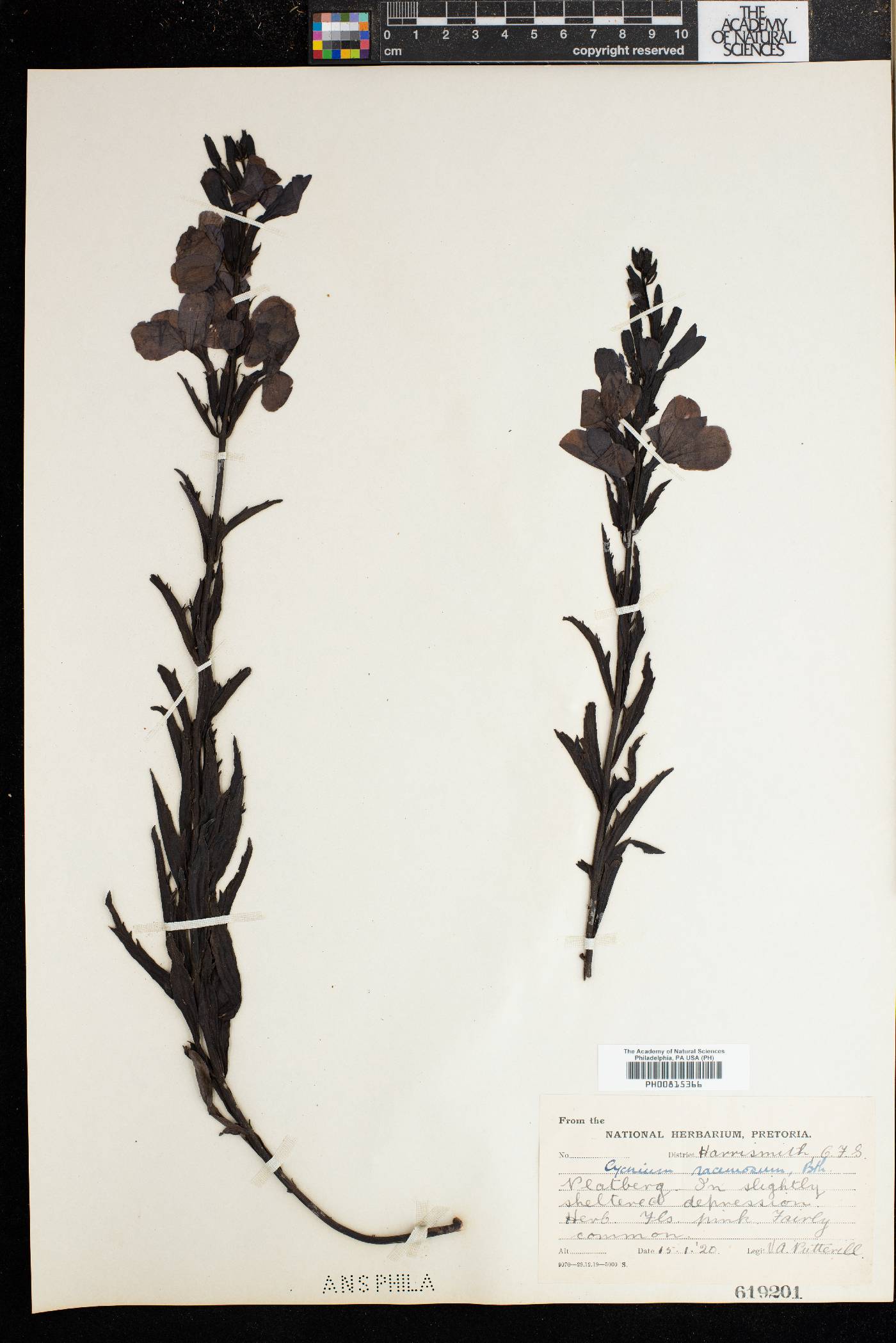 Cycnium racemosum image