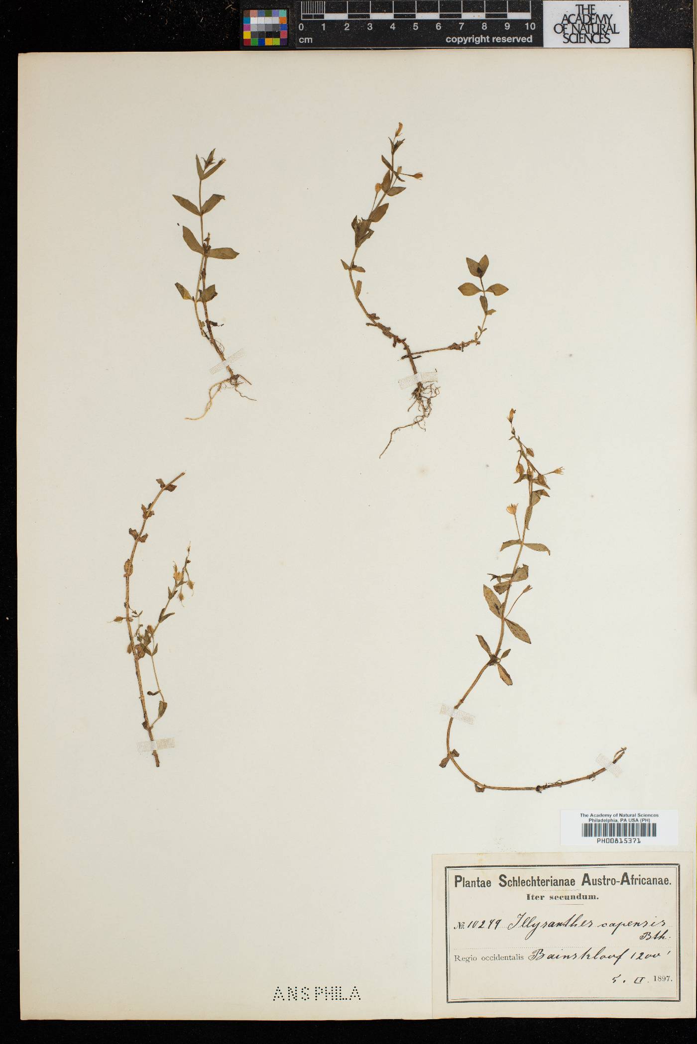 Lindernia capensis image