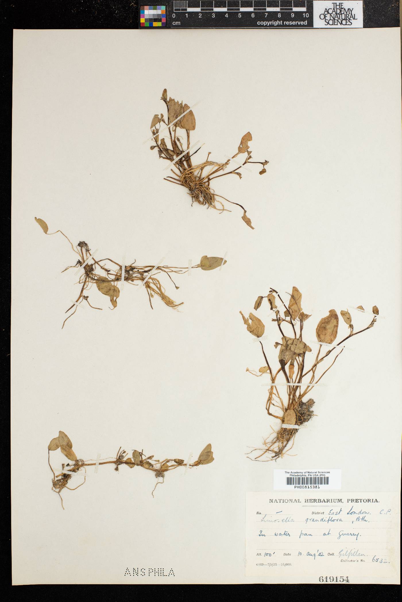 Limosella grandiflora image