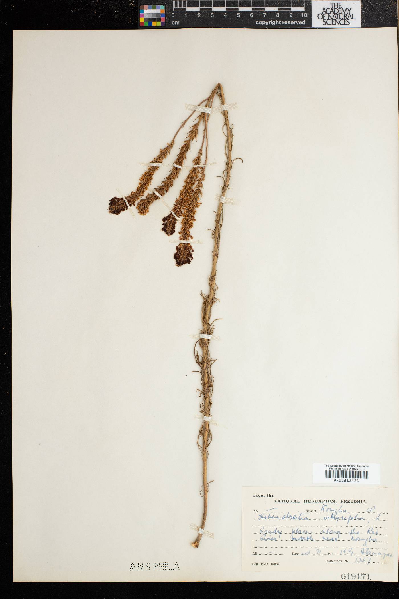 Hebenstretia integrifolia image