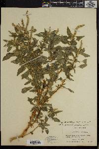 Amaranthus spinosus image