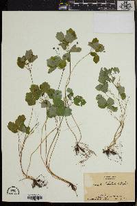 Anemonella thalictroides image
