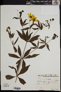 Coreopsis major image