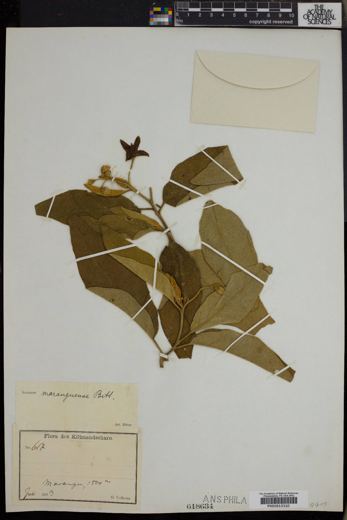 Solanum campylacanthum image