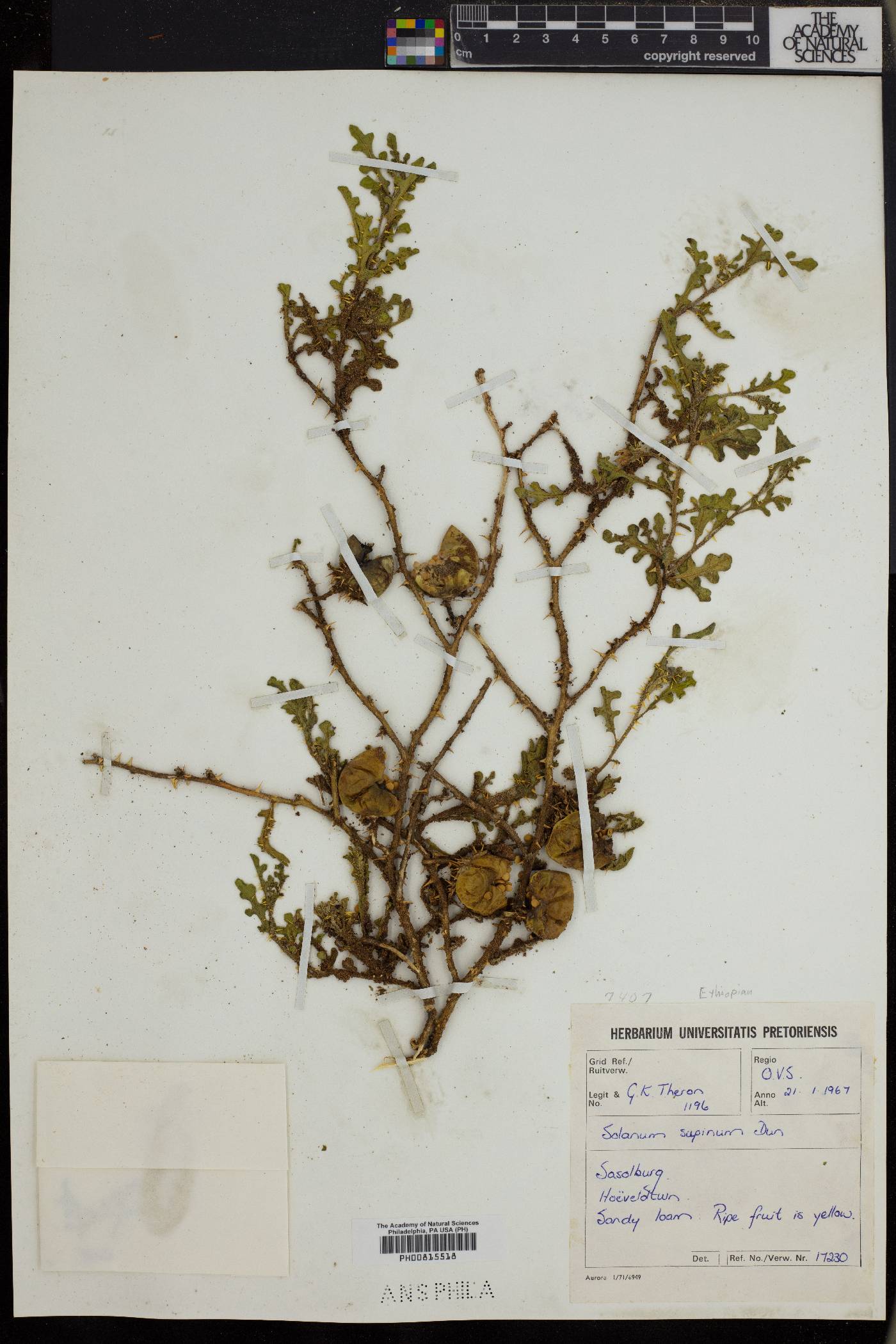 Solanum supinum image