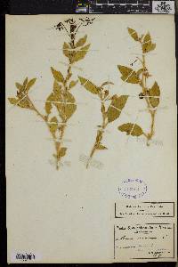 Solanum tomentosum image