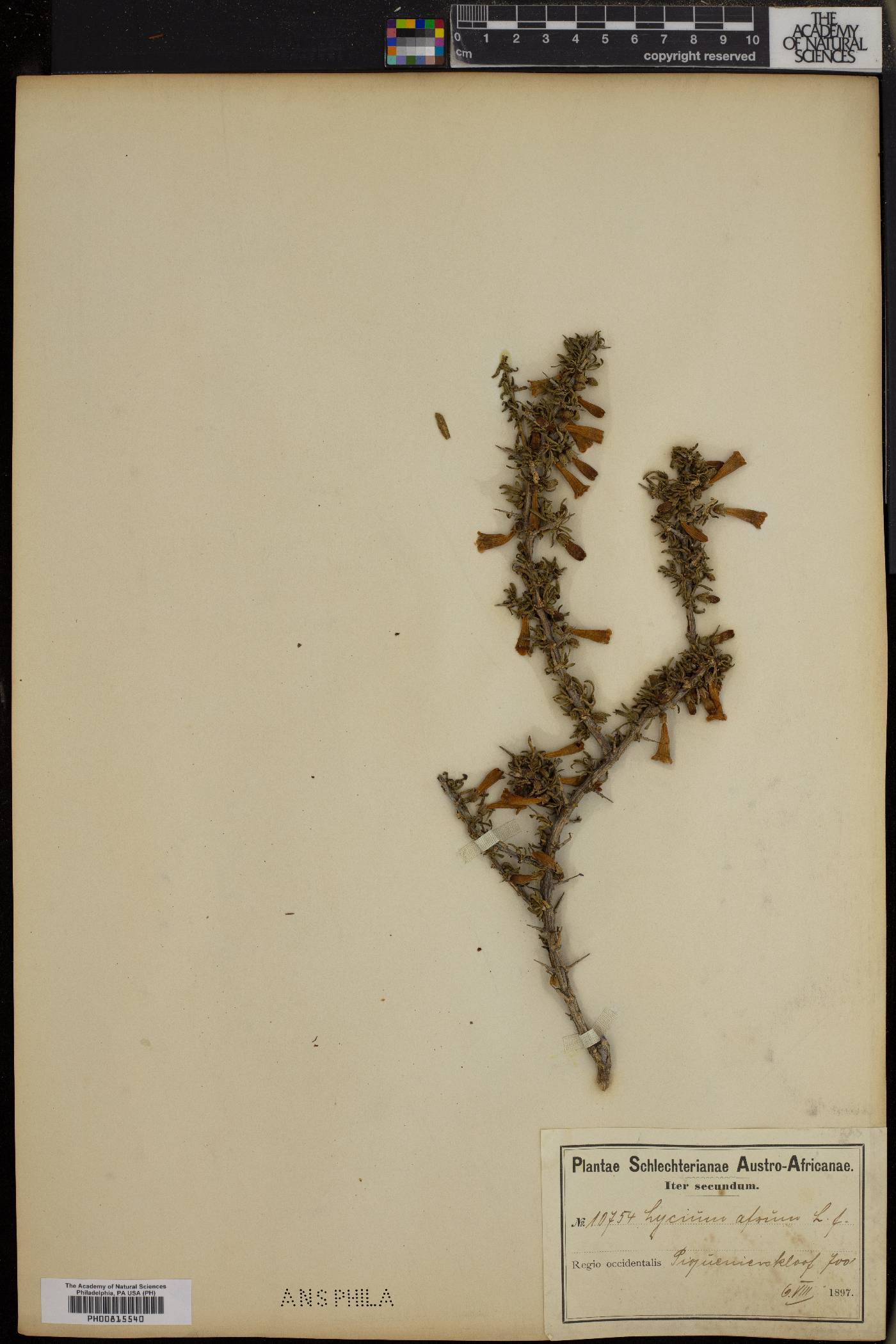 Lycium afrum image