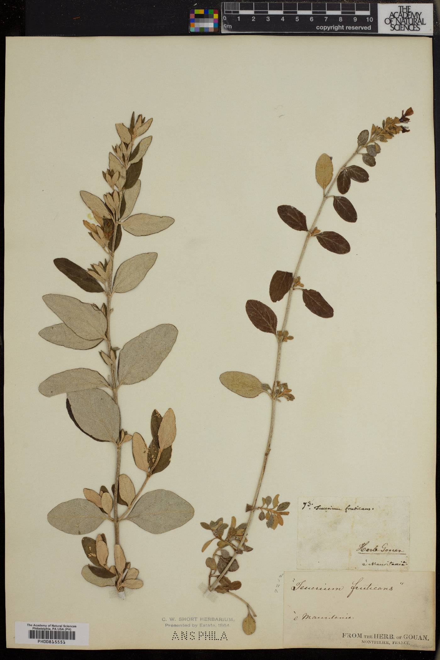 Teucrium fruticans image