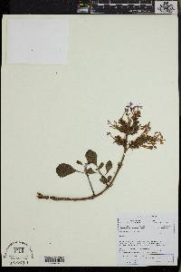 Image of Thorncroftia succulenta