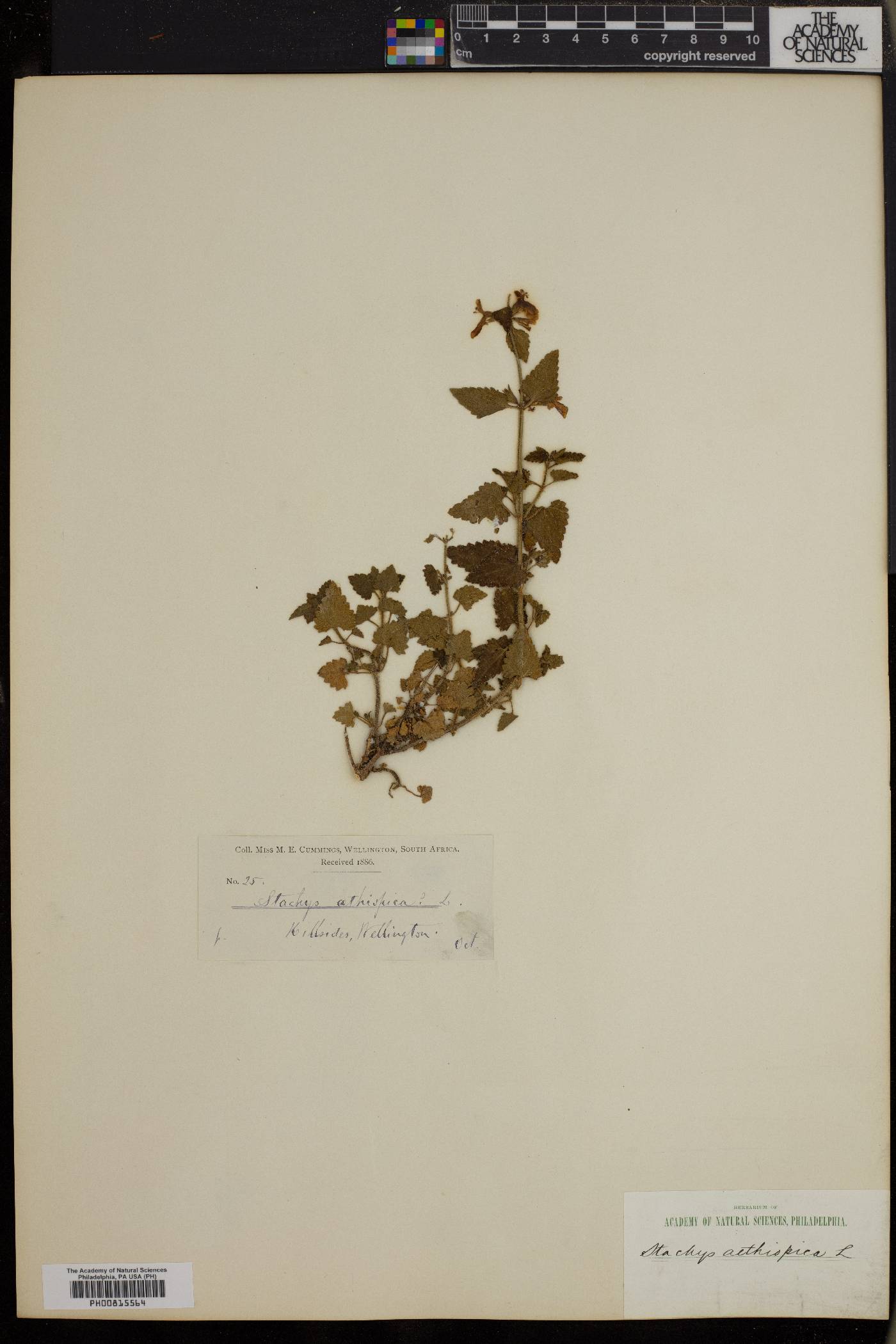 Stachys aethiopica image