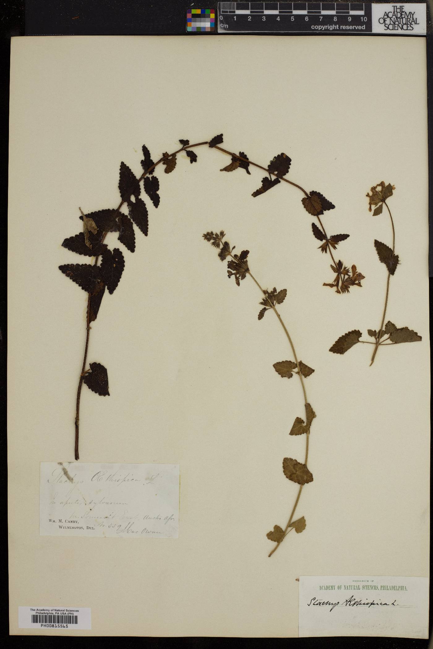 Stachys aethiopica image