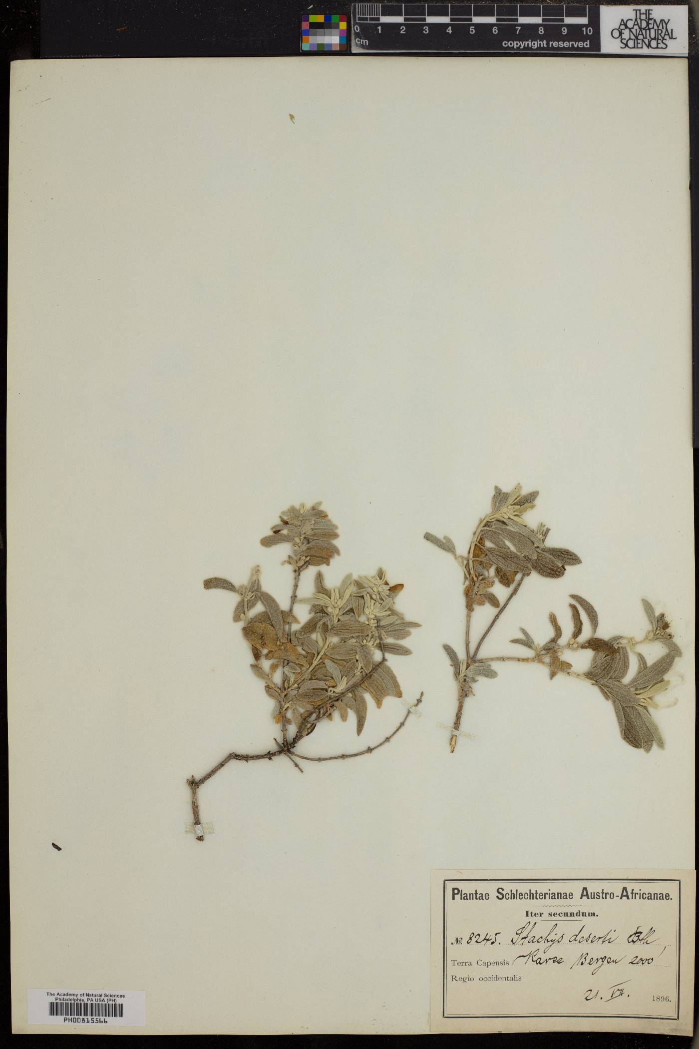 Stachys rugosa image