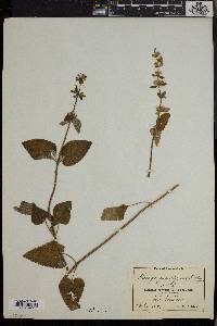 Stachys grandiflora image