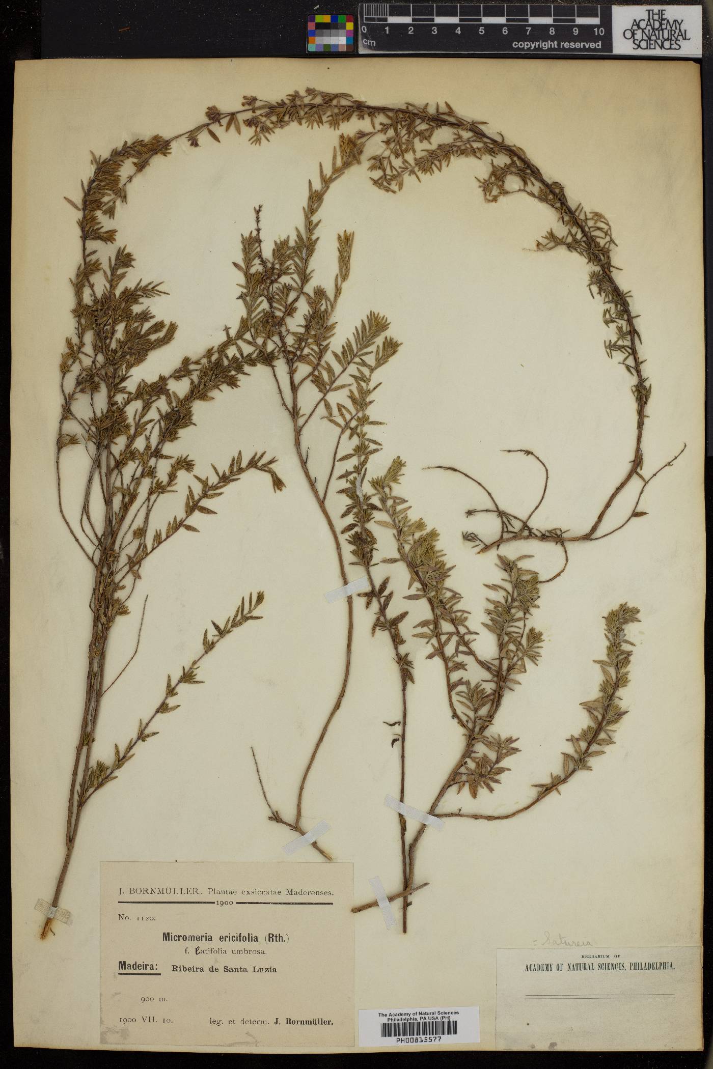 Micromeria ericifolia image
