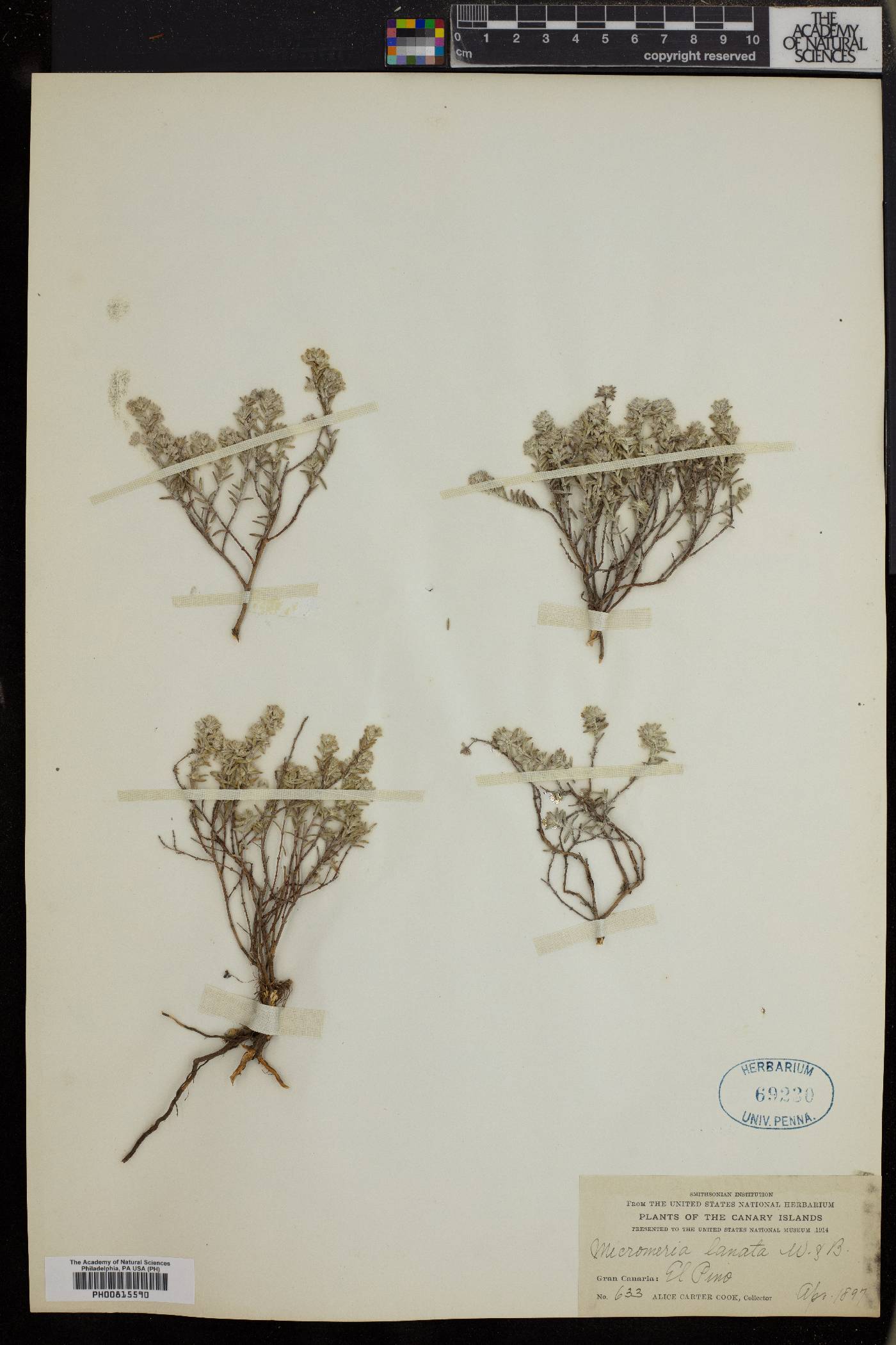 Micromeria lanata image