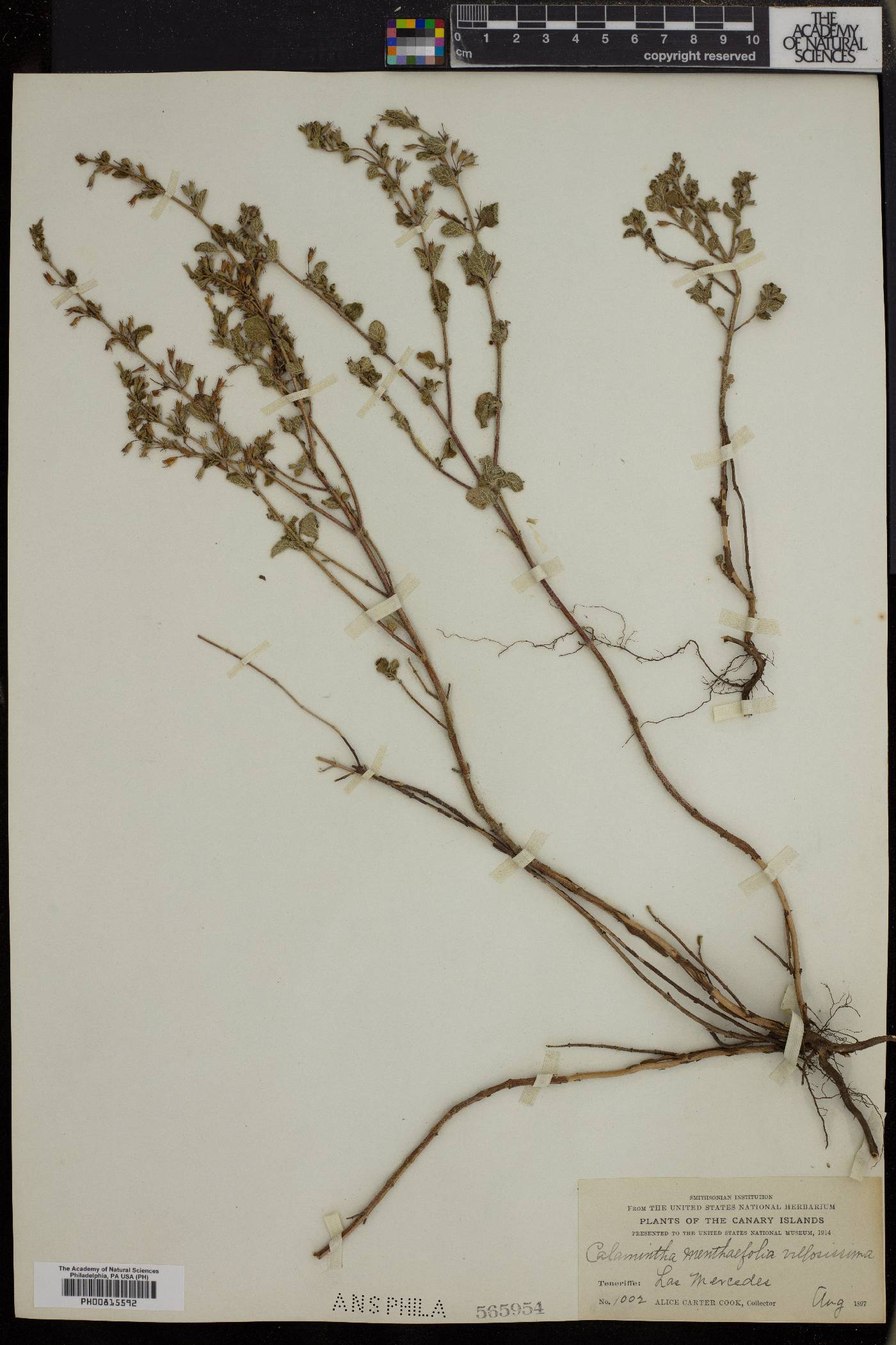 Calamintha menthifolia image