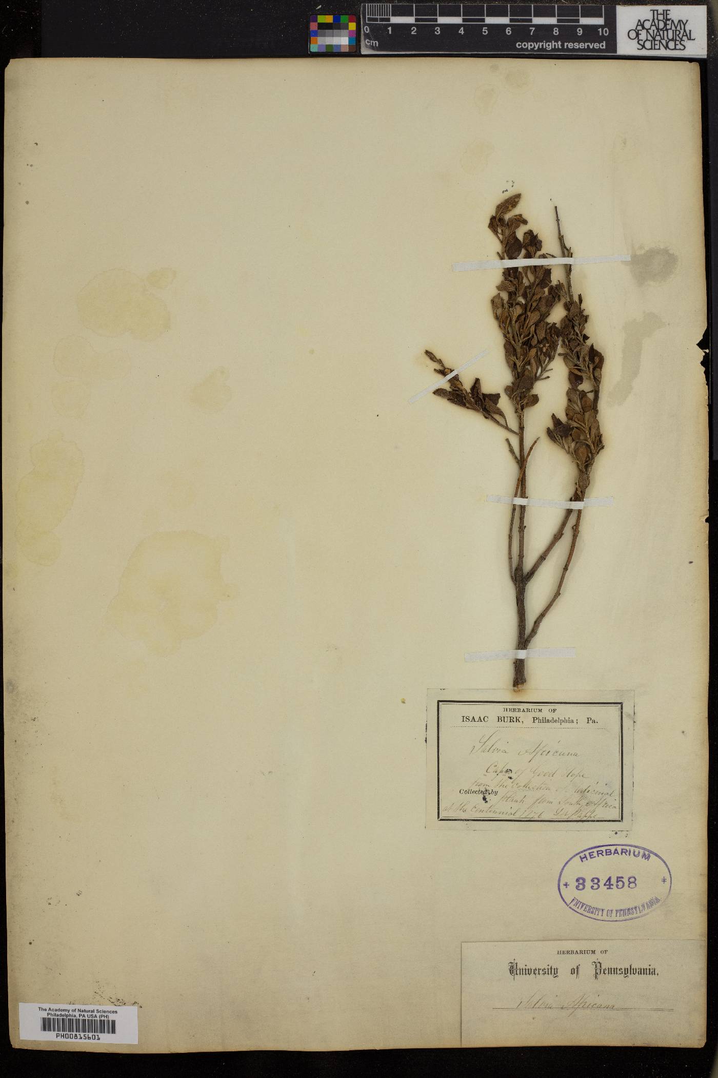 Salvia africana image