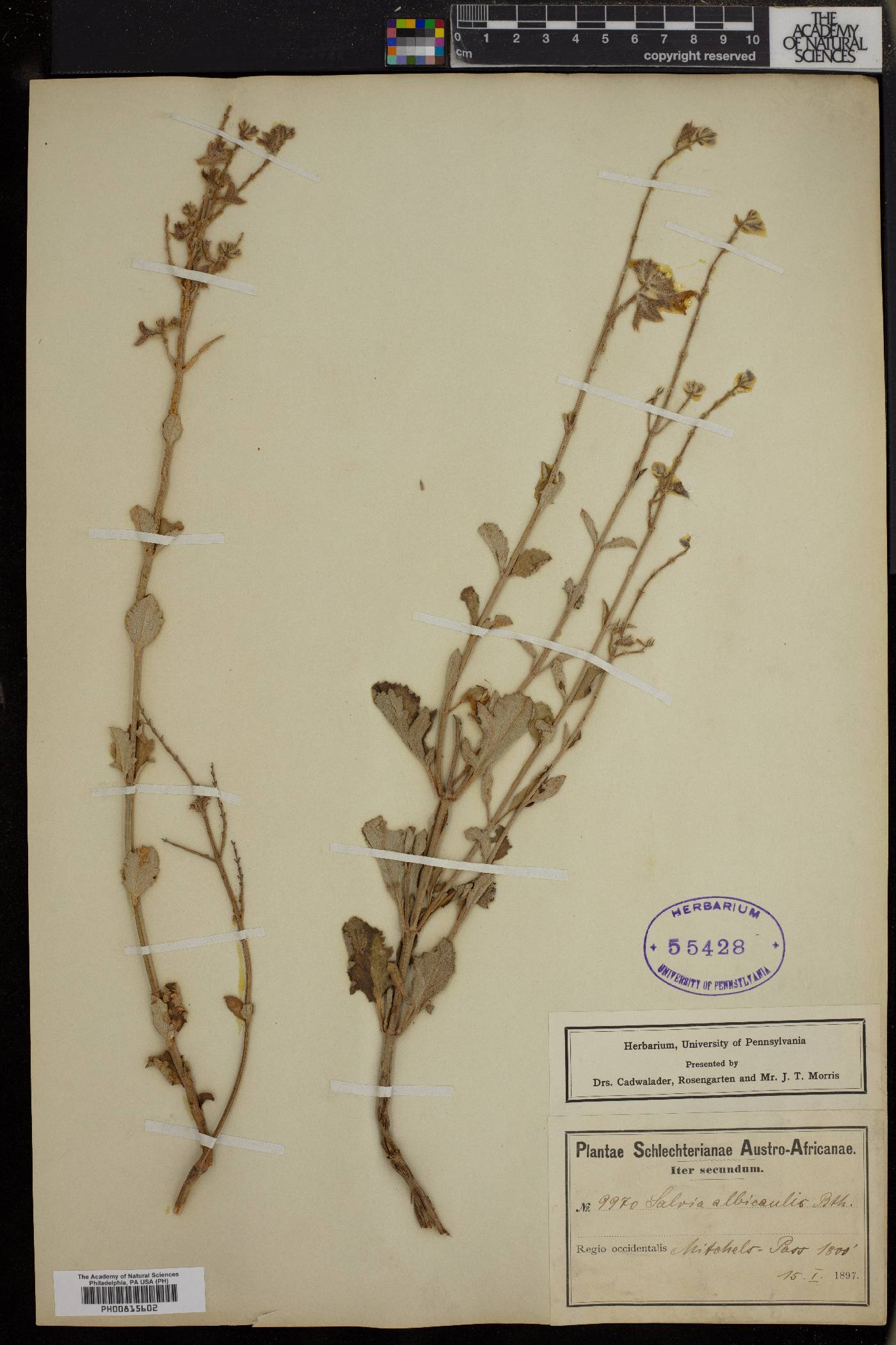 Salvia albicaulis image