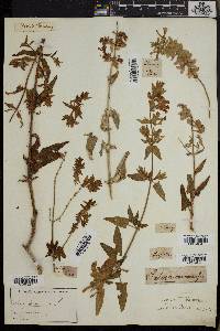 Salvia canariensis image