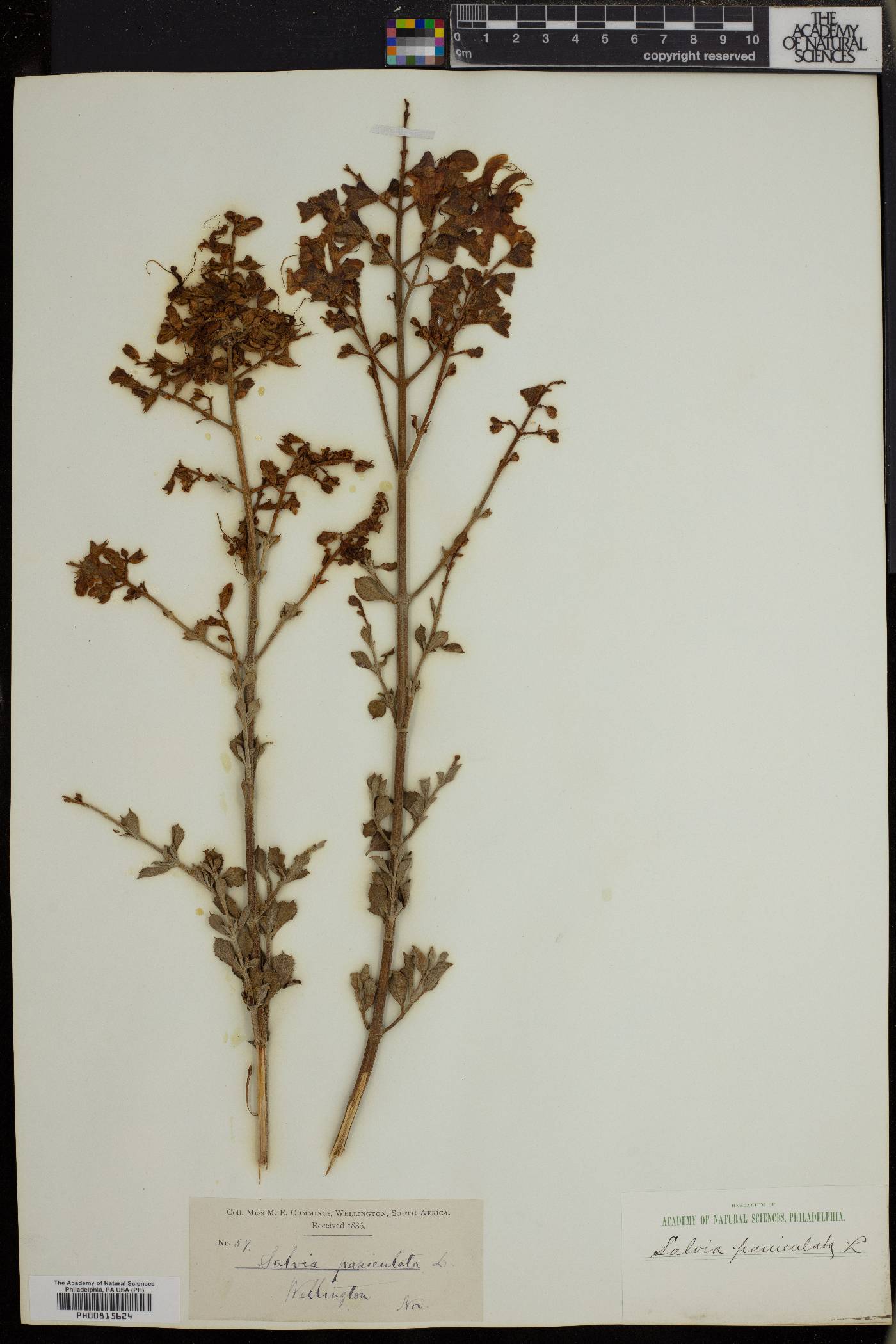 Salvia chamelaeagnea image