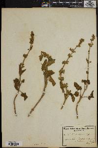 Salvia rugosa image