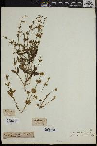 Salvia runcinata image