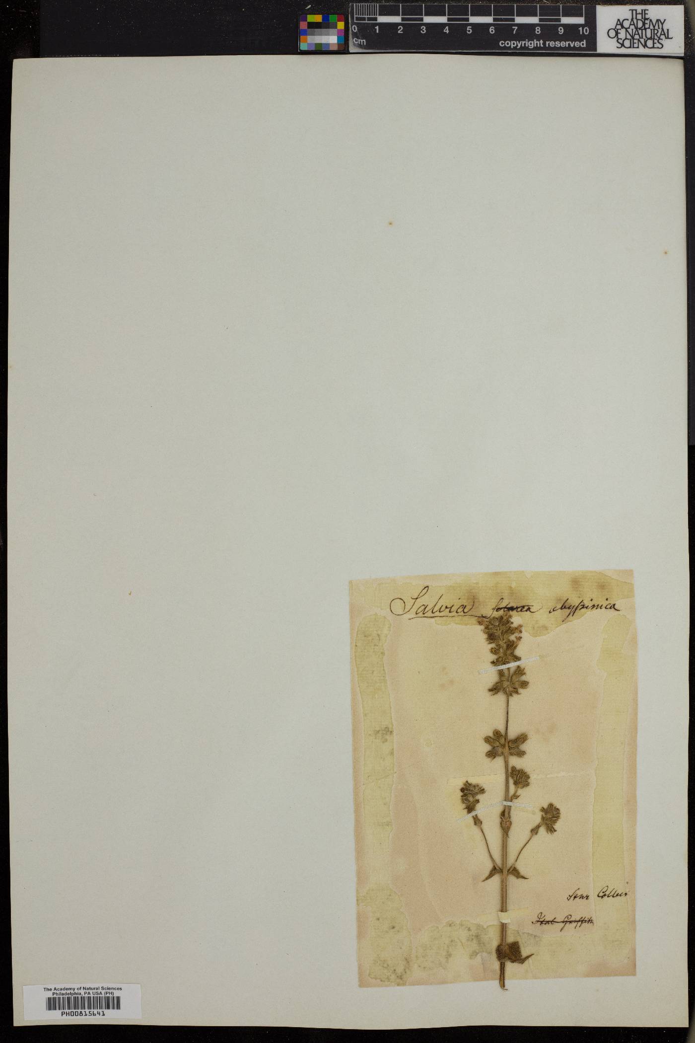 Salvia nilotica image