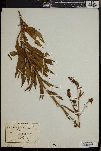 Pycnostachys reticulata image