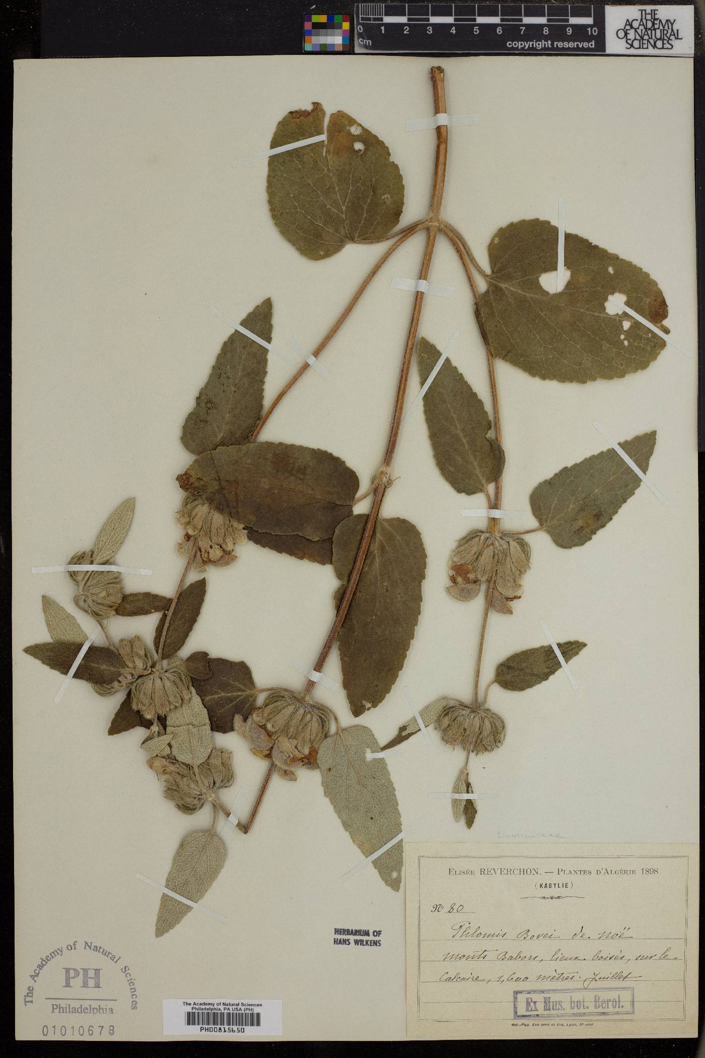 Phlomis bovei image