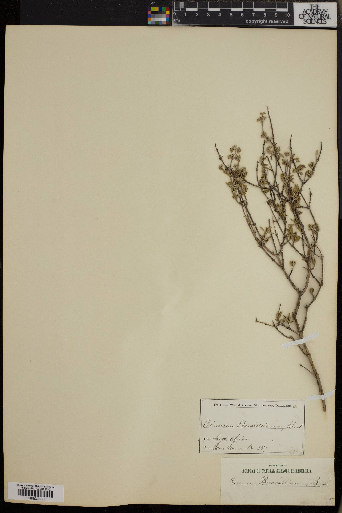 Ocimum burchellianum image