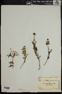 Ocimum filamentosum image