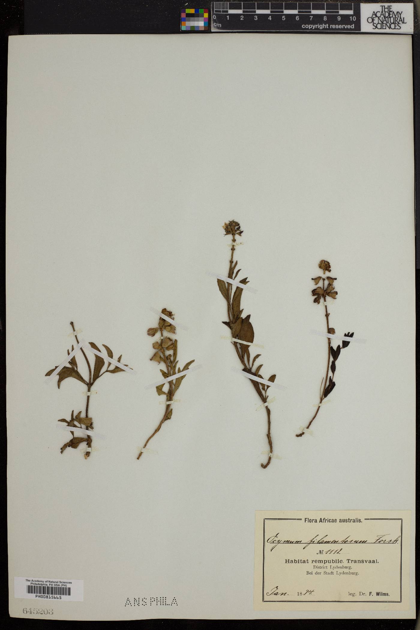 Ocimum filamentosum image