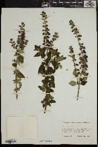 Ocimum lamiifolium image