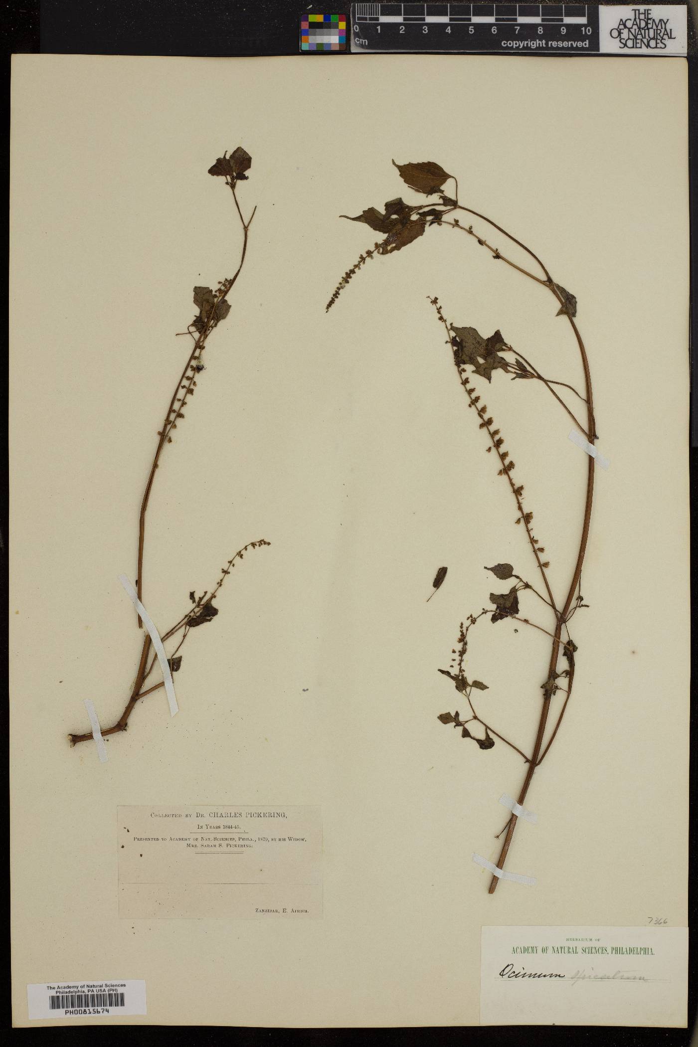 Ocimum spicatum image