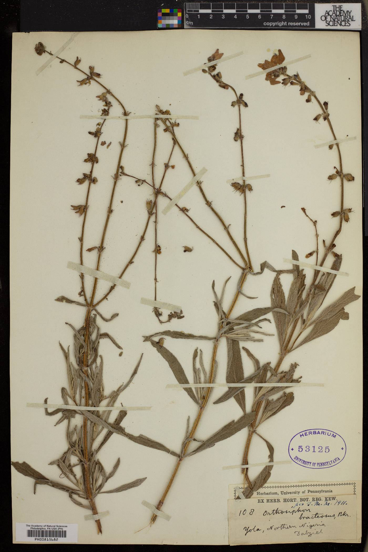 Syncolostemon bracteosus image