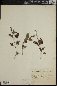 Media resource of Orthosiphon pallidus