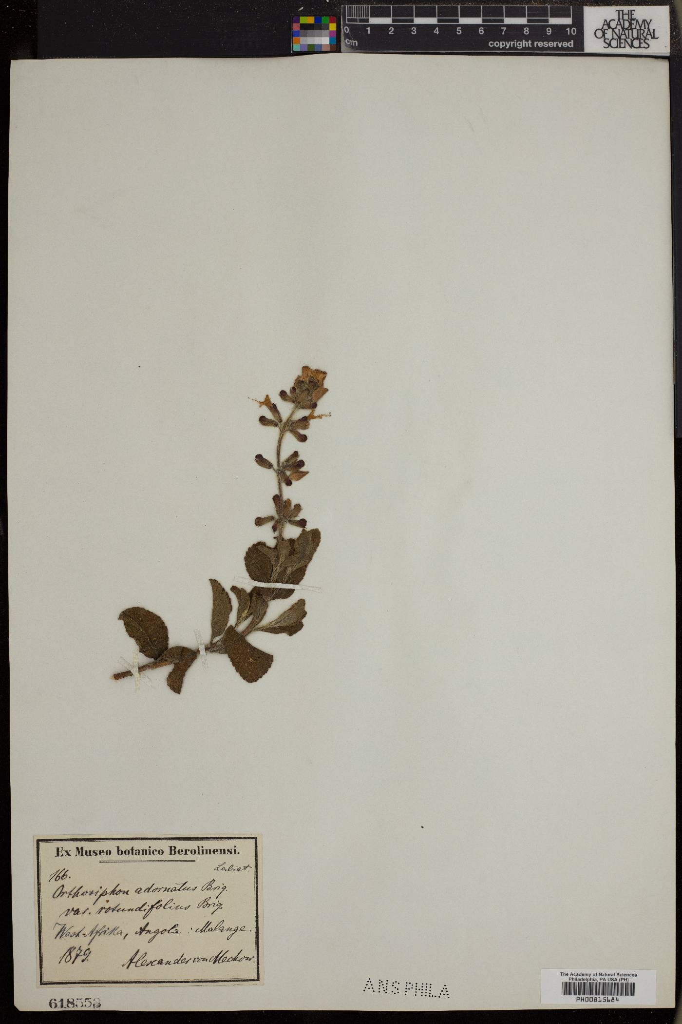 Syncolostemon welwitschii image