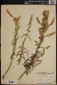Mentha longifolia subsp. longifolia image